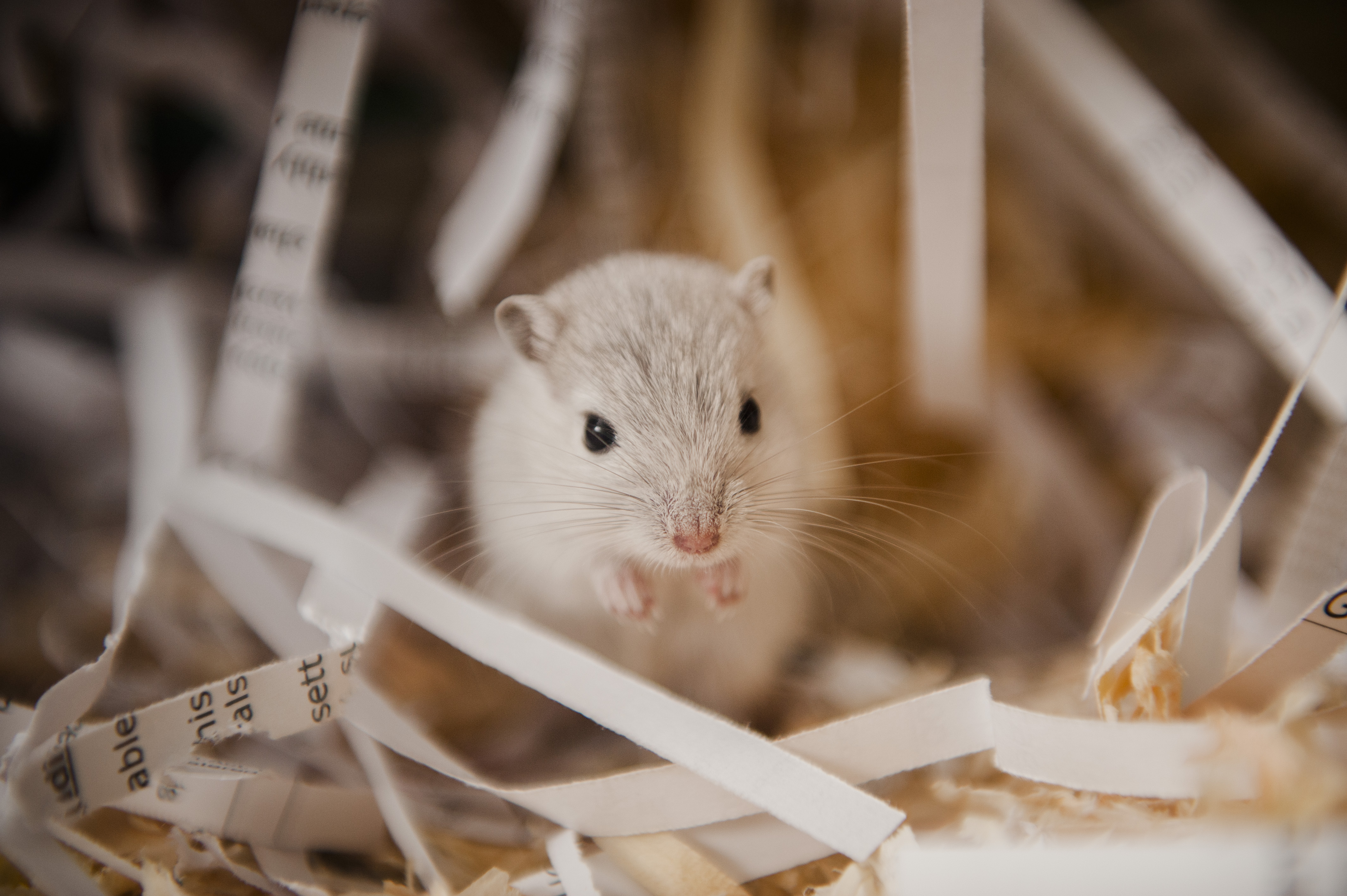 Gerbil adoption best sale near me